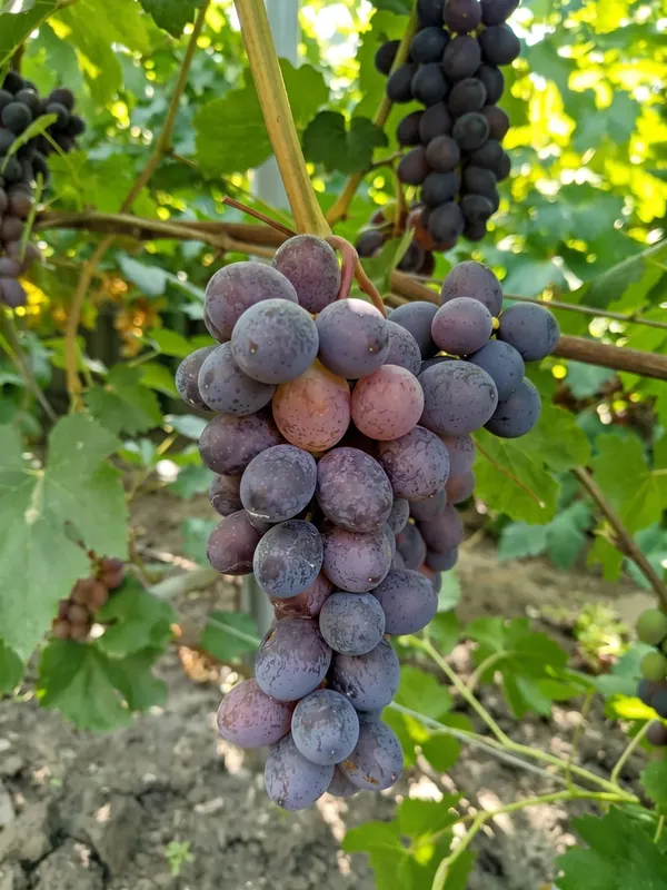Саджанець Ізюмський Мускатний