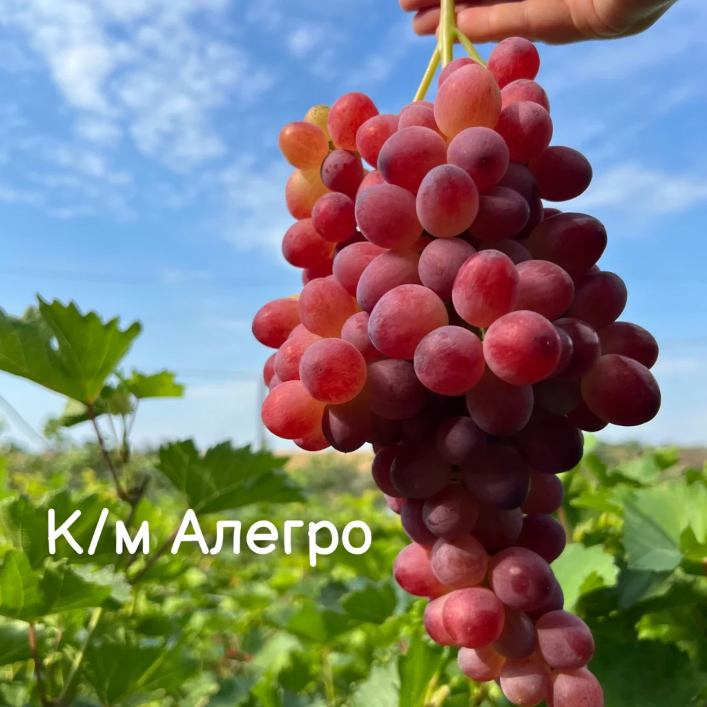 К-м Алегро