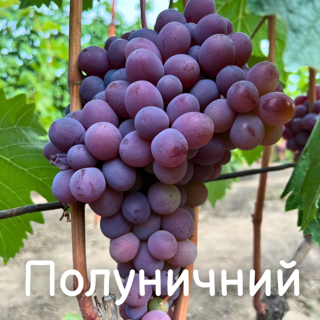 Полуничний
