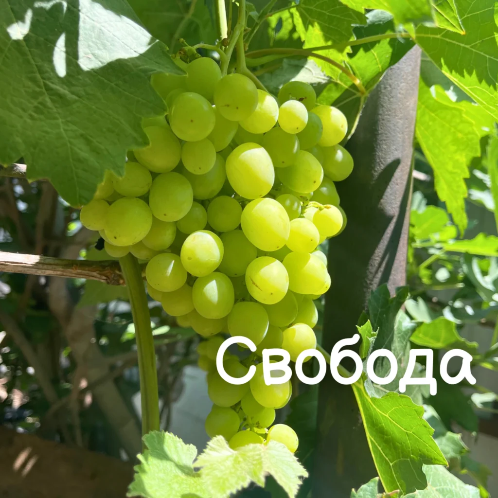 Свобода