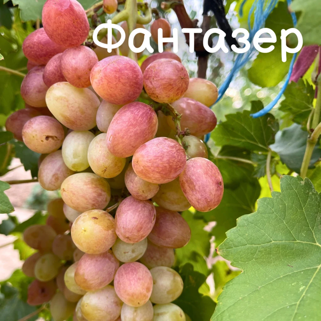 Фантазер